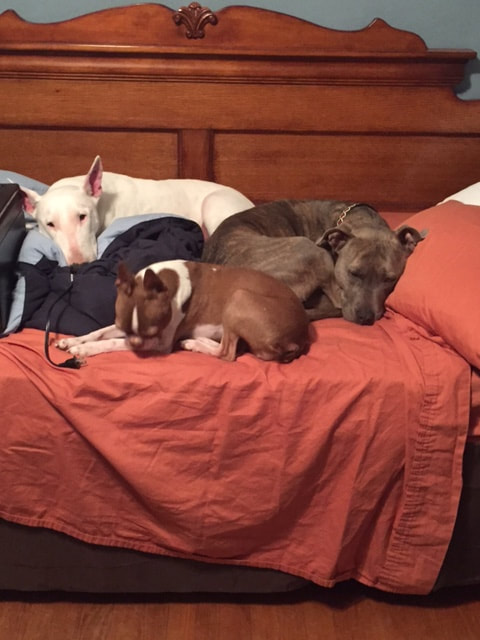 Three Dogs Resting Together, Platte City Community Three dogs resting together on a bed, representing companion animal care for pet owners in the Platte City community.