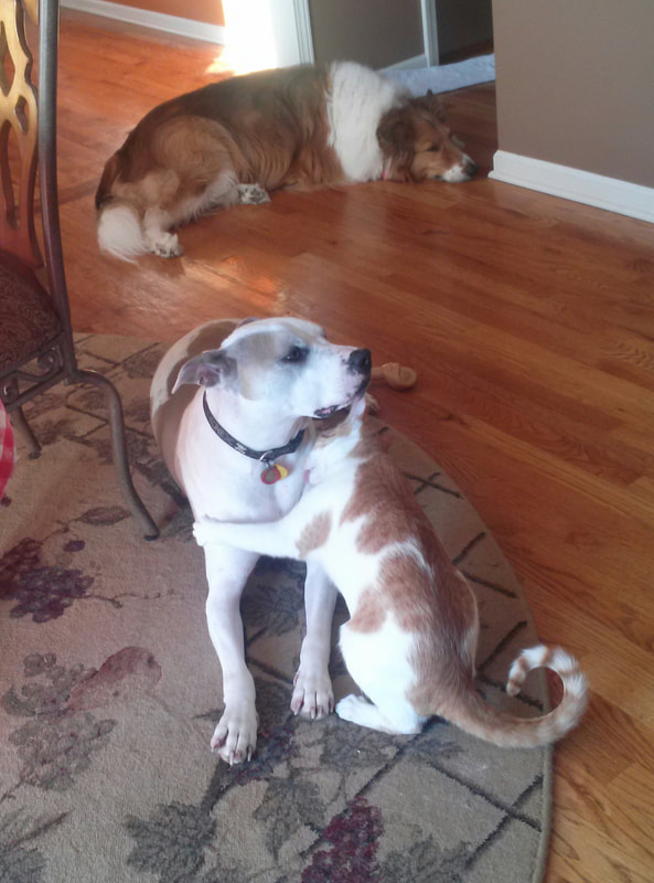 Two Dogs Relaxing at Home, Platte City Community Two dogs relaxing inside a home, one sitting on a rug and one lying on a hardwood floor, representing pet care in the Platte City community.